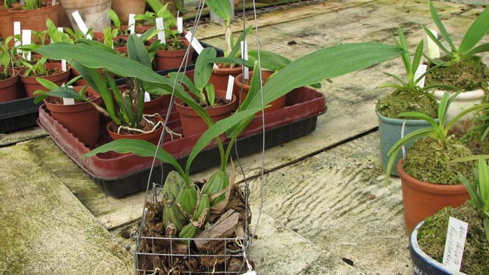 Фото орхидеи Gongora galeata