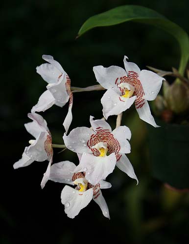 Фото орхидеи Rhynchostele cervantesii