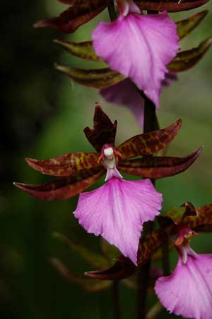 Цветение орхидеи Rhynchostele bictoniense