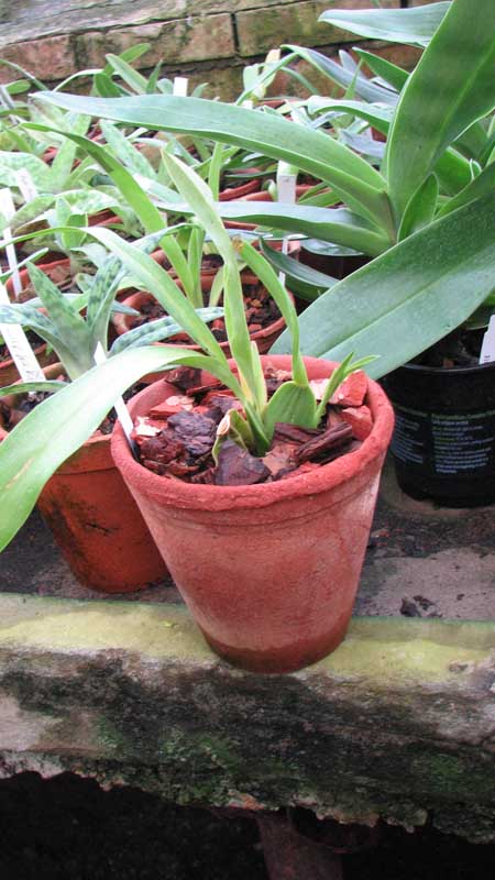 Фото орхидеи Rhynchostele aptera