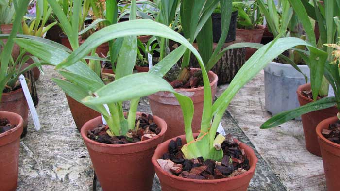 Фото орхидеи Rhynchostele bictoniense