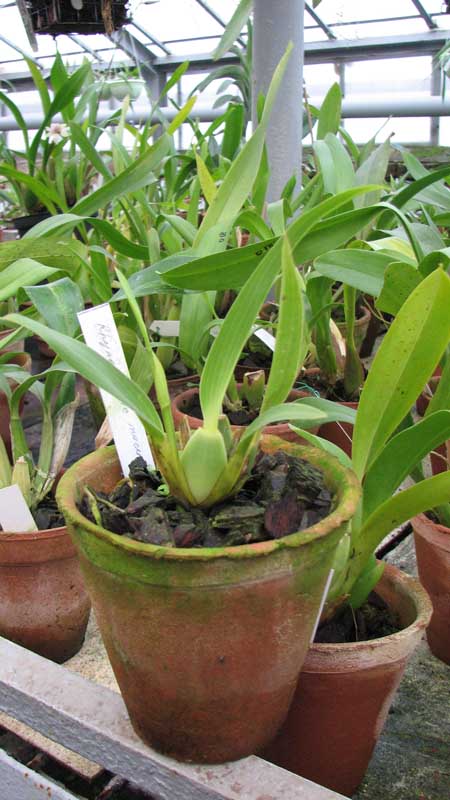 Фото орхидеи Rhynchostele maculatum с цветоносом