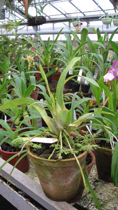 Фото орхидеи Rhynchostele cordatum с цветоносом