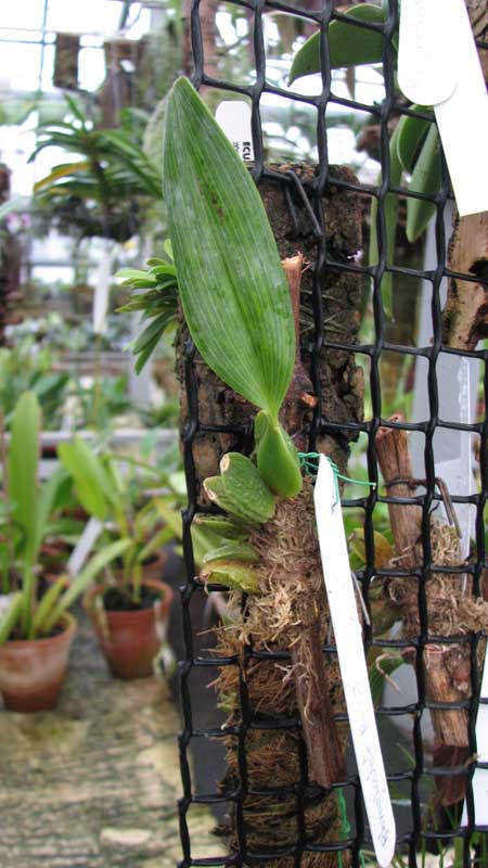 Фото орхидеи Rhynchostele rossii