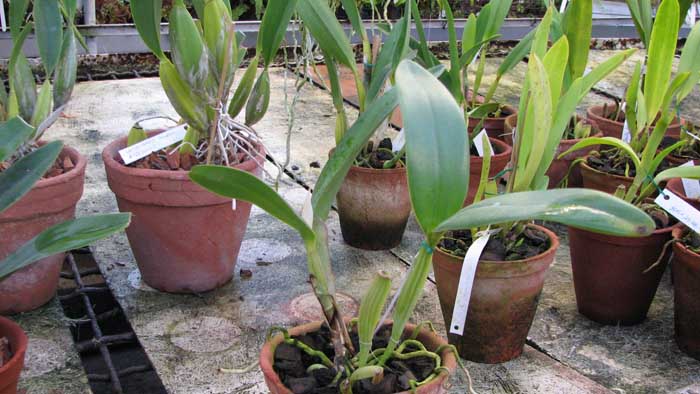 Cattleya bowringiana 'Da Estelinha de Novaes' x Cattleya labiata integra orlata 'Zas-1'