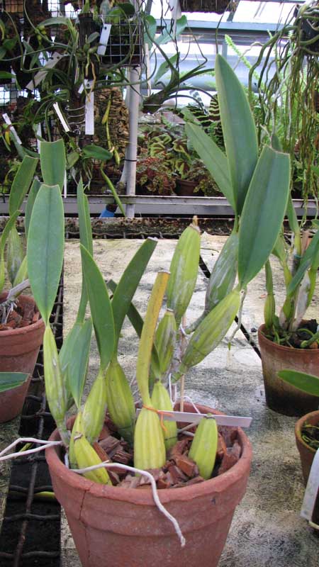 Фото орхидеи Laelia anceps Dawsonii f. chiapensis
