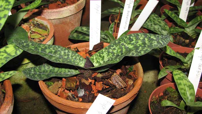 Фото орхидеи Paphiopedilum Fanaticum (malipoense x micranthum)