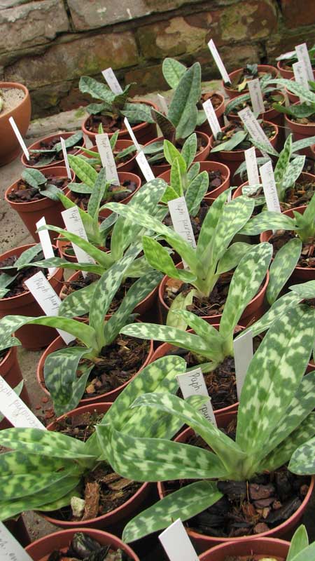 Фото орхидеи Paphiopedilum purpuratum