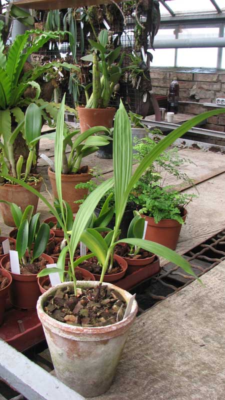 Фото орхидеи Bletilla striata