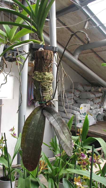 Фото орхидеи Phalaenopsis schilleriana