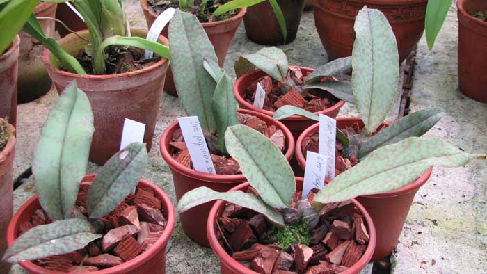 Фото орхидеи Psychopsis Butterfly (sanderae x papilio)