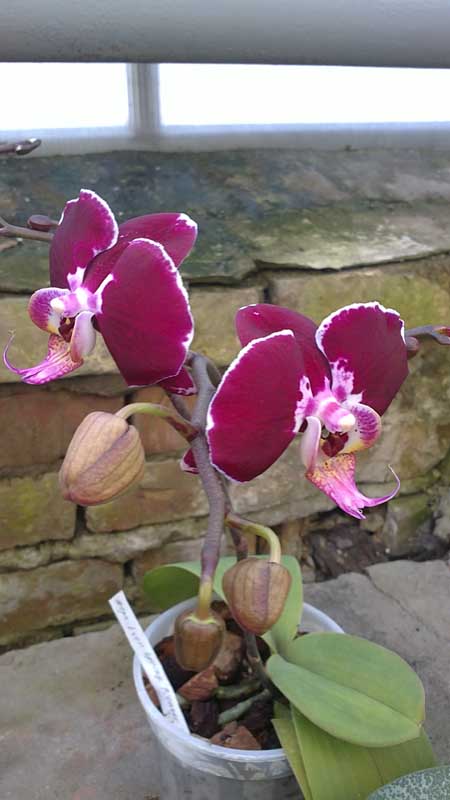 Фото орхидеи Doritaenopsis Ever Spring Pioneer 'ORCHIS'