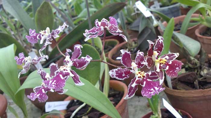 Фото орхидеи Oncidium Namboh Waltz ‘Boso Sweet’