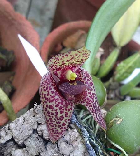 Фото орхидеи Trias disciflora