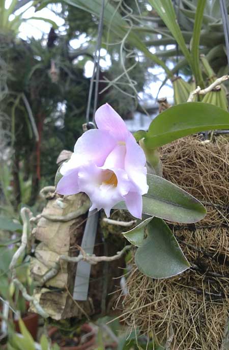 Фото орхидеи Laelia alaori 'Escura'