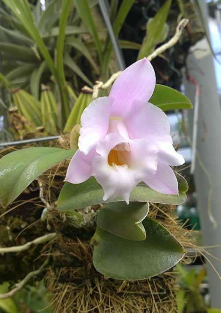 Миниатюрная Laelia alaori 'Escura'.jpg