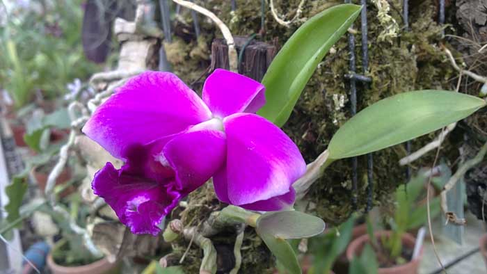 Фото орхидеи Laelia pumila 'Jungle' x SELF