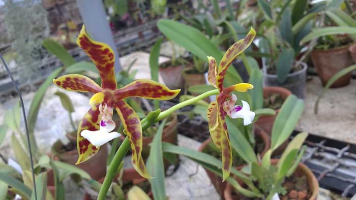 Phalaenopsis pantherina x lamelligera ароматная орхидея.jpg