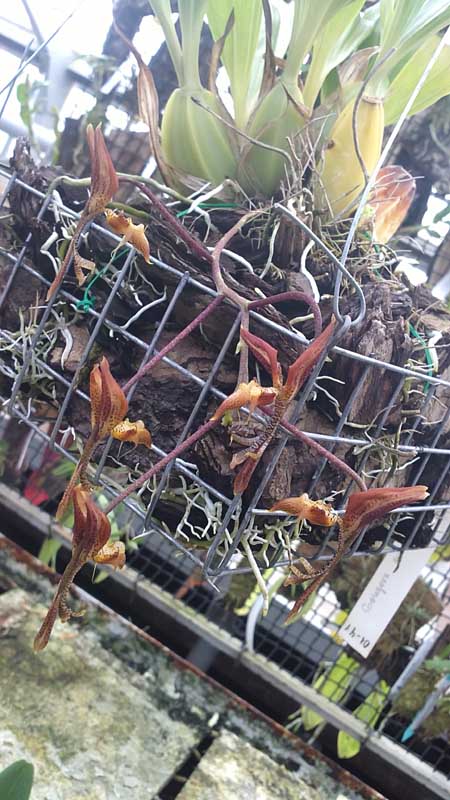 Фото орхидеи Gongora aromatica