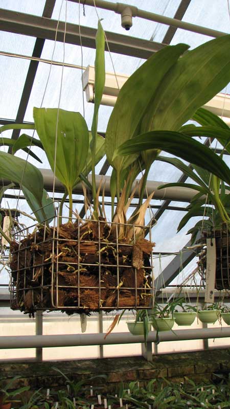 Фото орхидеи Stanhopea insignis