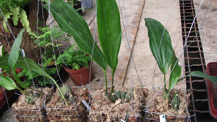 Фото орхидеи Stanhopea tigrina