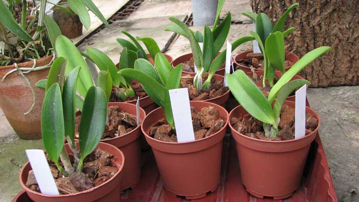 Фото орхидеи Laelia alaorii x praestans