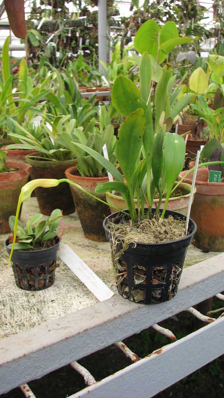 Фото орхидеи Masdevallia constricta