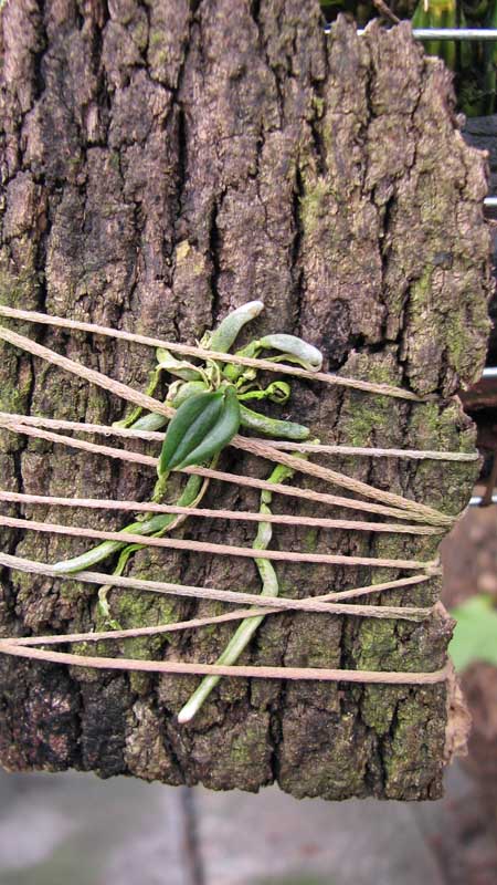 Орхидея Chiloschista lunifera.jpg