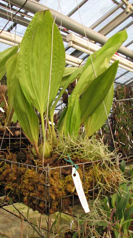 Орхидея Stanhopea jenischiana