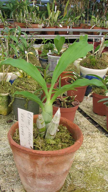 Фото орхидеи Catasetum pileatum 'Oro Verde'