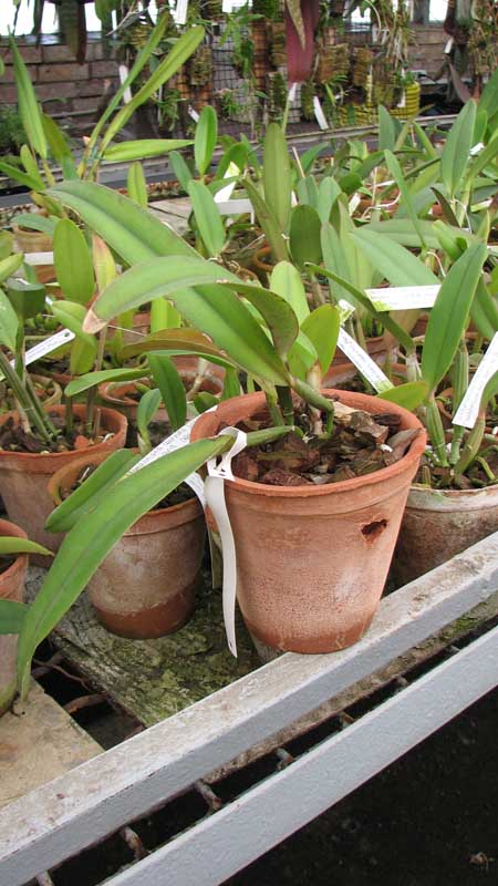 Фото орхидеи Cattleya maxima 'Jorg'