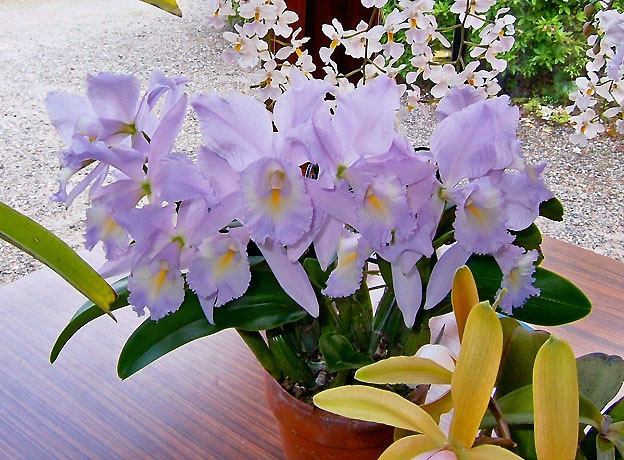 Цветение орхидеи Cattleya Sea Breeze 'Fellraths Pride'