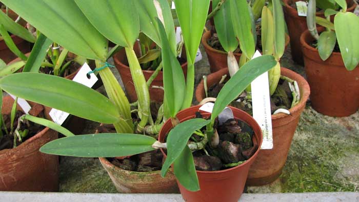 Фото орхидеи Sophrocattleya Beaufort 'Perfect Circle'