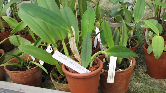 Фото орхидеи Laeliocattleya Gaskell - Pumila 'Azure Star'