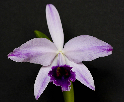 Цветение орхидеи Орхидея Laeliocattleya Gaskell - Pumila 'Azure Star'