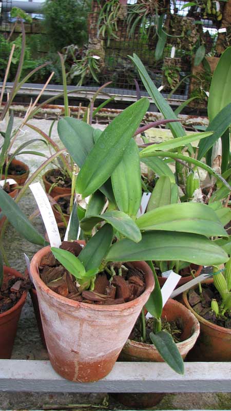 Фото орхидеи Laeliocattleya Imperial Wings 'Noble'