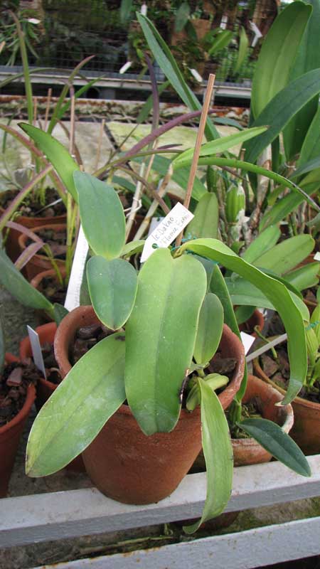 Фото орхидеи Laeliocattleya Dakao 'Flamea Enami'