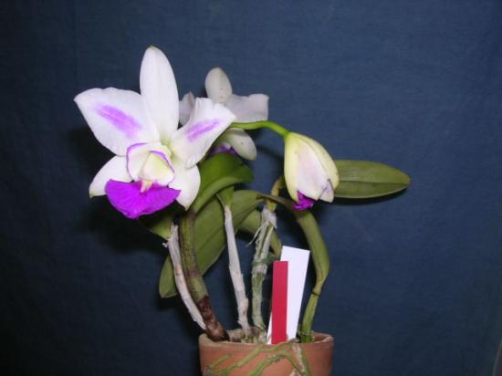 Цветение орхидеи Laeliocattleya Dakao 'Flamea Enami'