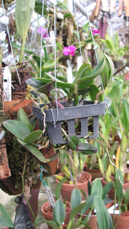 Фото орхидеи Cattleya Pradit Spot 'Black Prince'