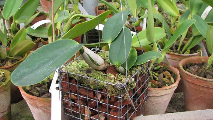 Фото орхидеи Cattleya walkeriana