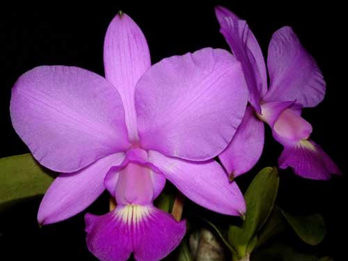 Цветение орхидеи Cattleya walkeriana