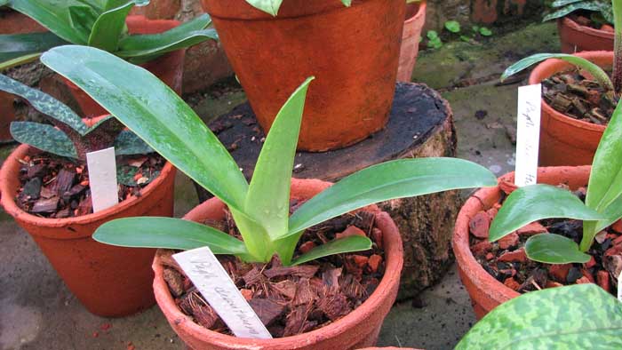 Фото орхидеи Paphiopedilum dianthum