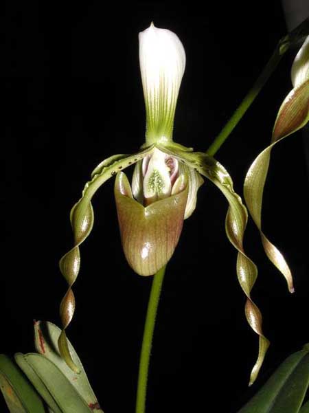 Цветение орхидеи Paphiopedilum dianthum