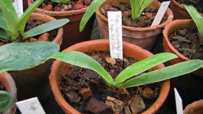 Фото орхидеи Paphiopedilum charlesworthii 'In-Charm' x Paphiopedilum Via Gala