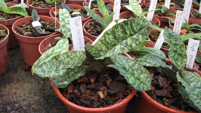 Фото орхидеи Paphiopedilum malipoense