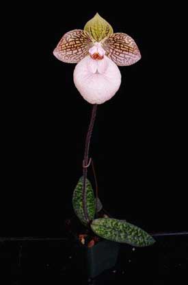 Цветение орхидеи Paphiopedilum Fanaticum (malipoense x micranthum)