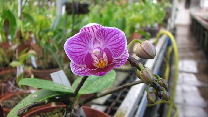 Фото орхидеи Doritaenopsis Sogo Vivien