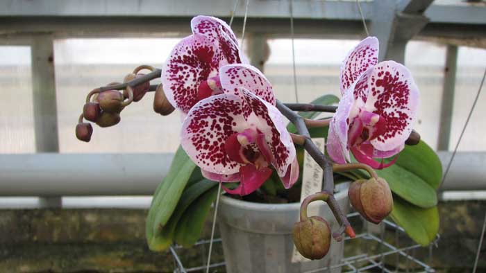 Фото орхидеи Doritaenopsis Chain Xen Pearl