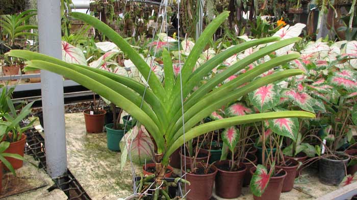 Фото орхидеи Ascocenda Butterfly x Vanda Chavananonda x Ascocenda Kultana Brown