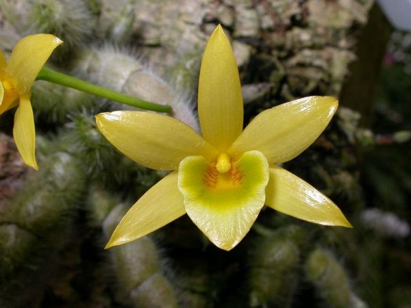 Dendrobium senile.jpg